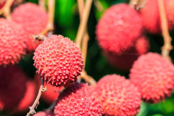 Frutti di litchi in Thailandia — Foto Stock