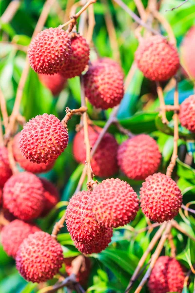 Lychee vruchten in Thailand — Stockfoto