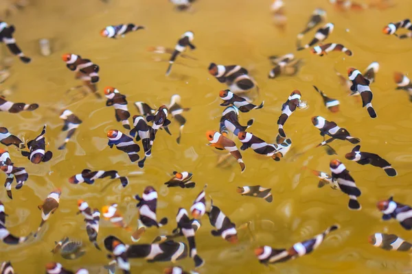 Piccolo Anemonefish in acqua — Foto Stock