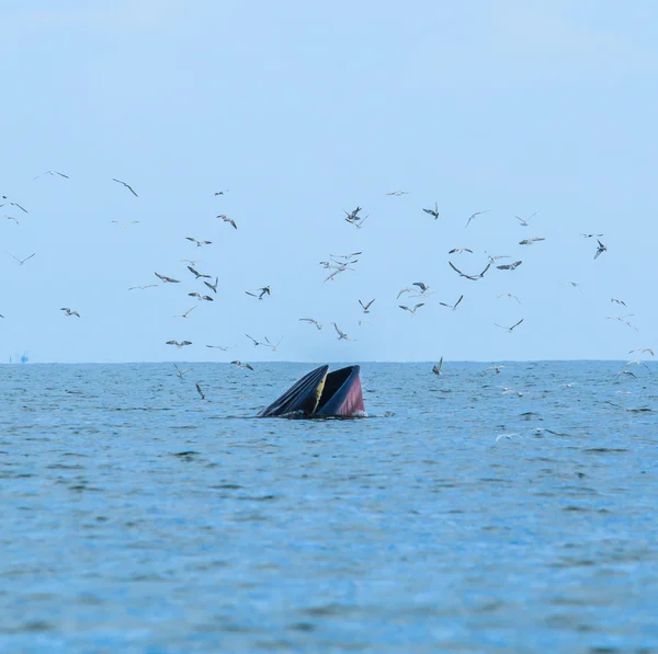 Whale eating fish in Thailand — Stock Photo, Image