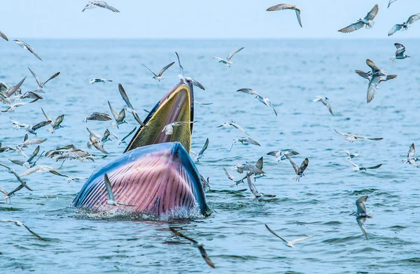 Whale eating fish in Thailand — Stock Photo, Image
