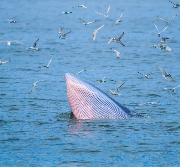 Peixe comedor de baleias na Tailândia — Fotografia de Stock