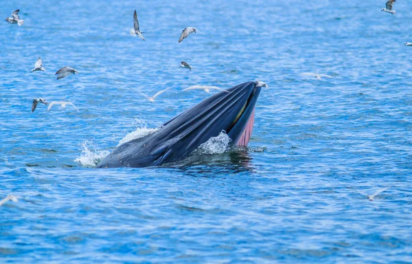 Whale eating fish in Thailand — Stock Photo, Image