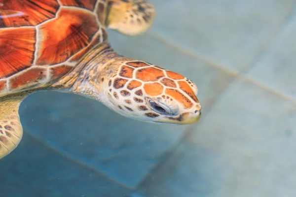 水の緑のウミガメ — ストック写真