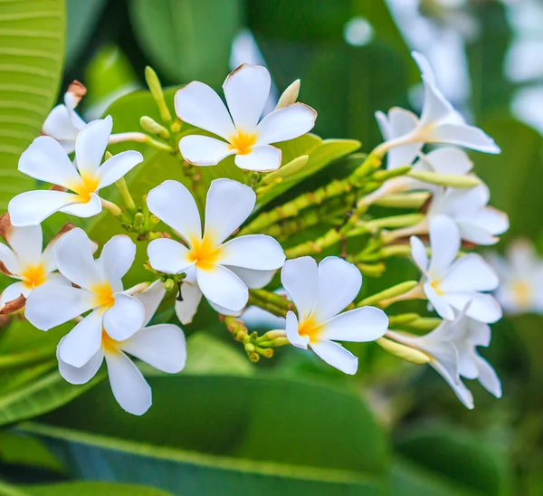 Ağaçtaki plumeria çiçekleri — Stok fotoğraf