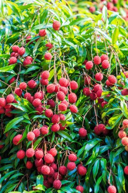 Lychee meyve Tayland