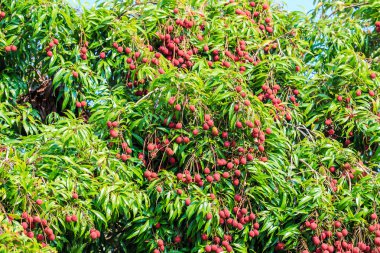 Lychee meyve Tayland