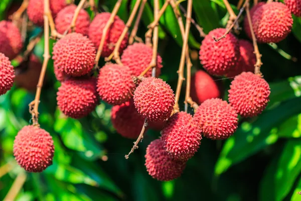 Litschi-Früchte in Thailand — Stockfoto