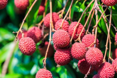 Lychee fruits in Asia clipart