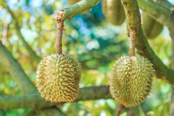Durian  fruits in Thailand — Stock Photo, Image