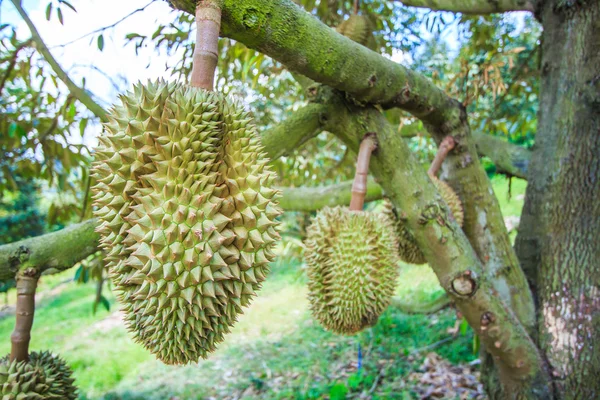 Durian  fruits in Thailand — Stock Photo, Image