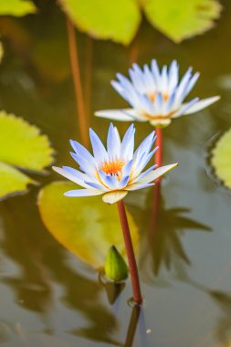 çiçek açan lotus çiçekleri