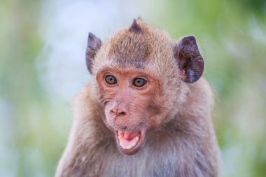 Monkey animal in Thailand clipart
