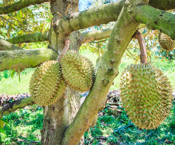 Frutas durianas en Tailandia —  Fotos de Stock