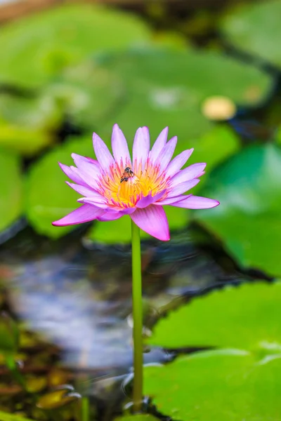 Beautiful  Lotus flower — Stock Photo, Image