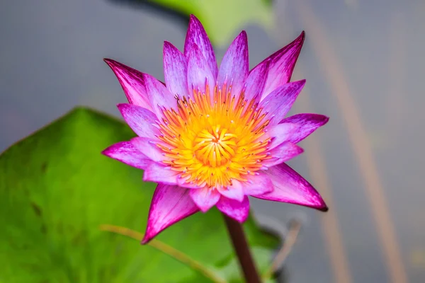 Bela flor de lótus — Fotografia de Stock