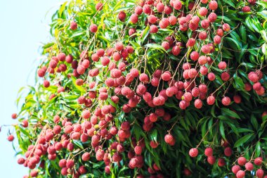 Lychee meyve Tayland