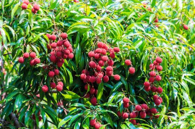 Lychee meyve Tayland