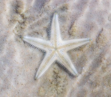 Denizyıldızı plaj sahil üzerinde