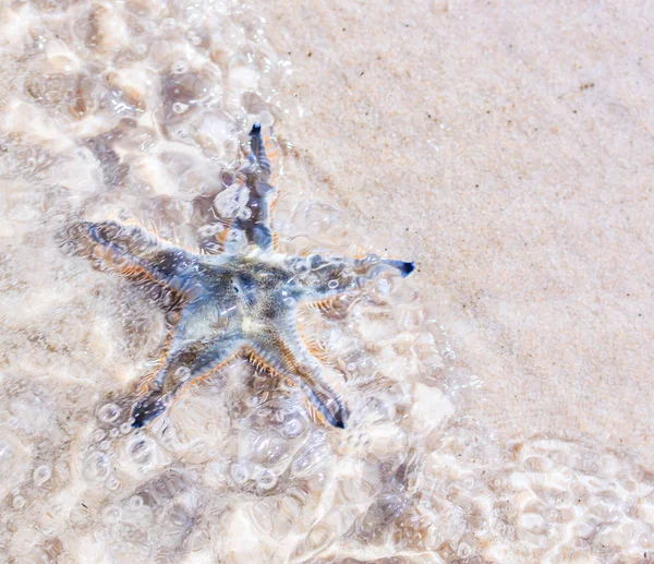 Starfish on beach seaside — Stock Photo, Image