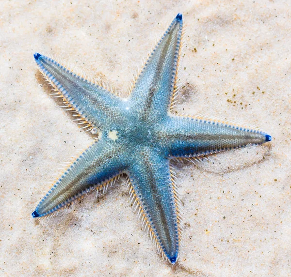 Starfish on beach seaside — Stock Photo, Image