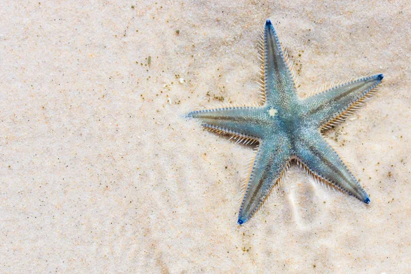 Denizyıldızı plaj sahil üzerinde