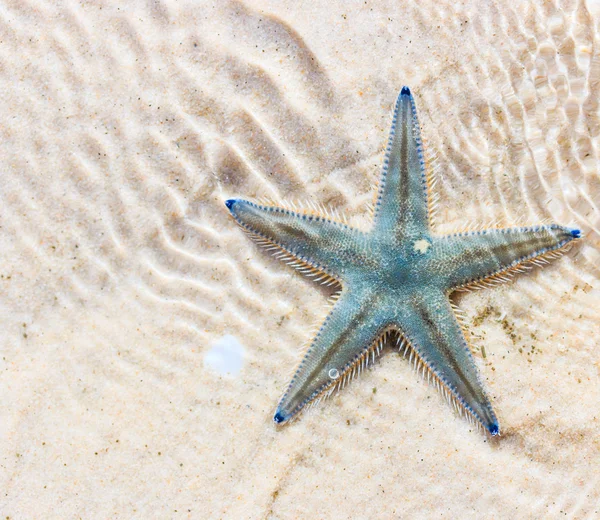Rozgwiazda na nadmorskiej plaży — Zdjęcie stockowe