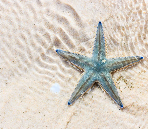 Starfish on beach seaside — Stock Photo, Image