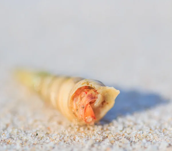 Granchio eremita sull'isola tropicale — Foto Stock