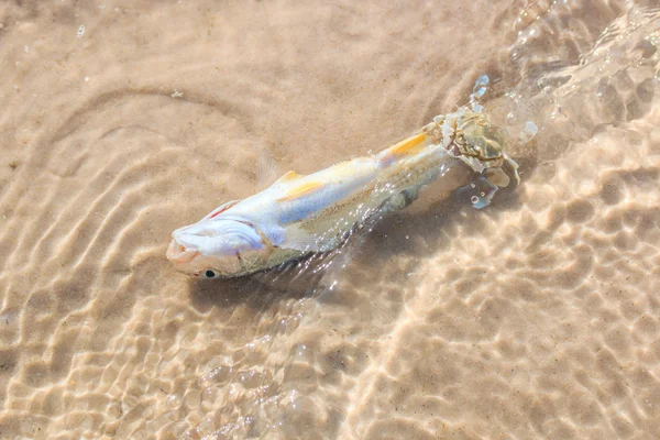 Tote Fische am Strand — Stockfoto