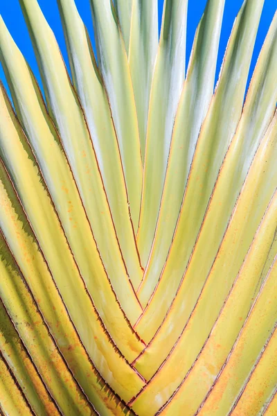 Ravenala hintergrundblatt — Stockfoto