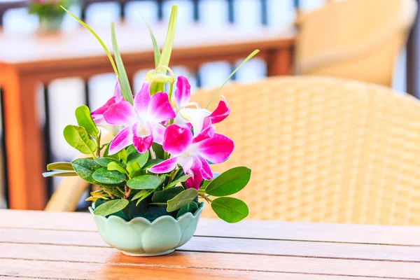 Flores de orquídeas em vaso — Fotografia de Stock