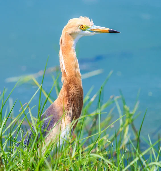 Cava gölet-Heron Tayland — Stok fotoğraf