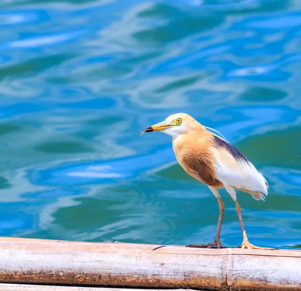 Javan Pond-Heron in Thailand — Stock Photo, Image