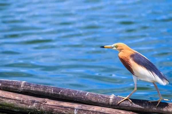 Cava gölet-Heron Tayland — Stok fotoğraf