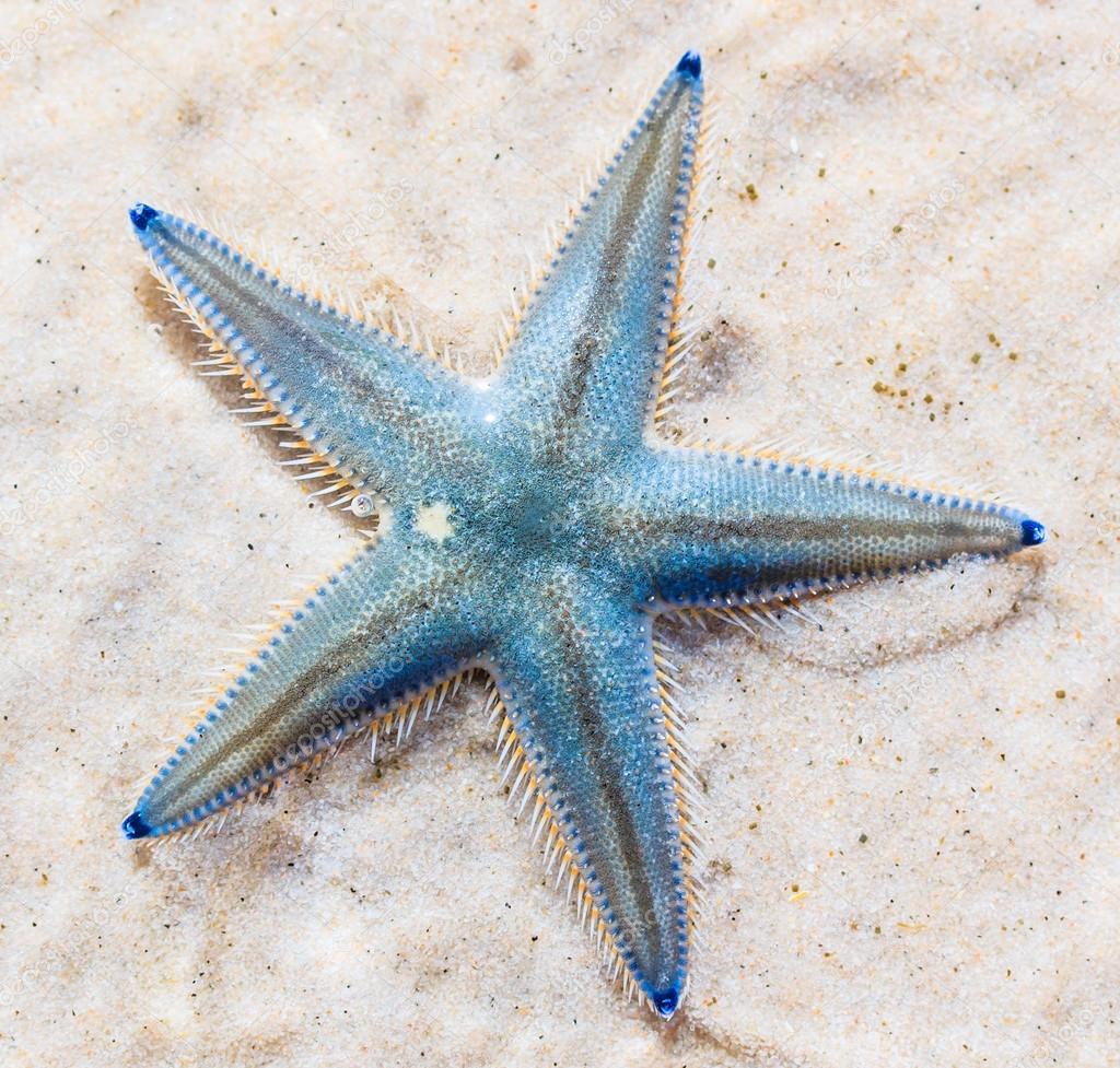 Starfish on beach seaside