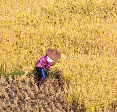 Çiftçi Maehongson ili