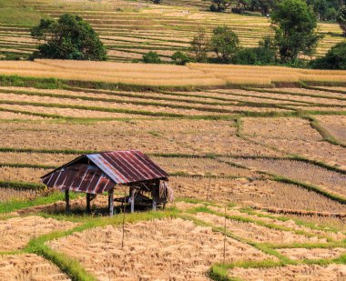 Mae Hong Son, Paddy alan