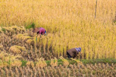 Çiftçiler Maehongson ili