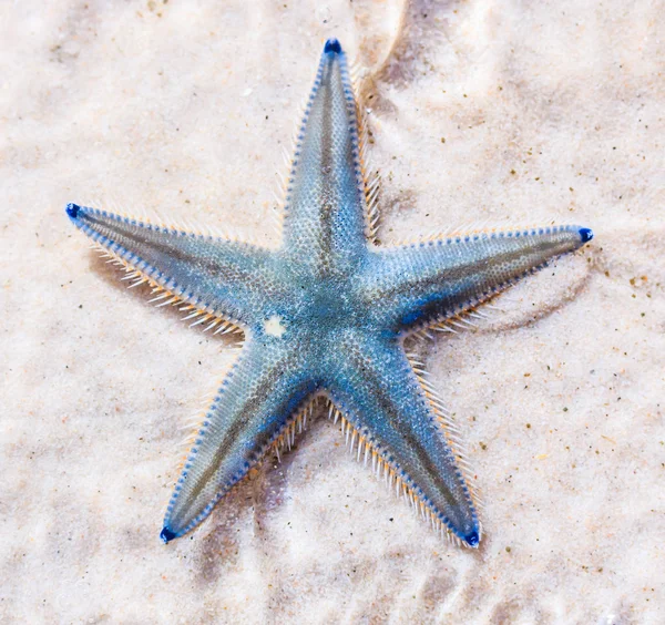 Stella marina sulla spiaggia in Thailandia — Foto Stock