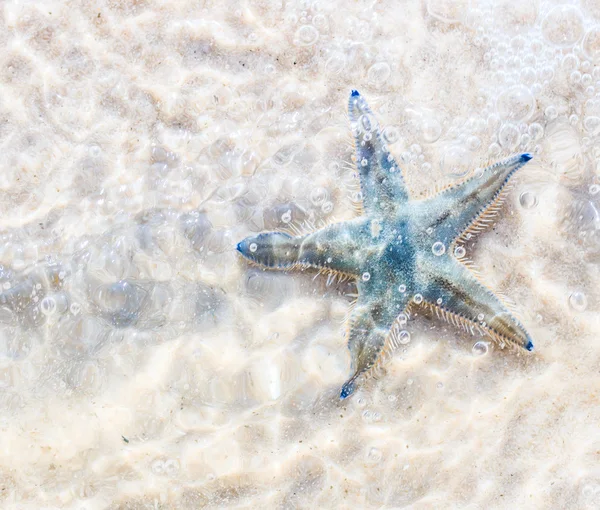 Starfish on beach in Thailand — Stock Photo, Image