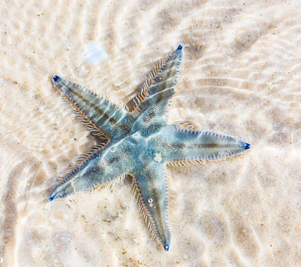 Starfish on beach in Thailand — Stock Photo, Image