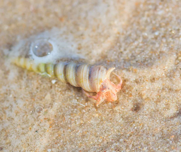 Krab poustevník na ostrově — Stock fotografie