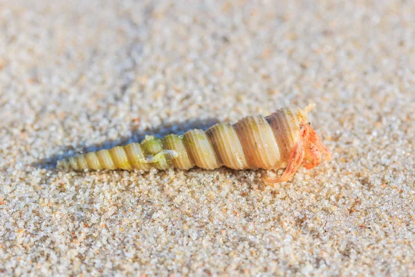 Krab poustevník na ostrově — Stock fotografie