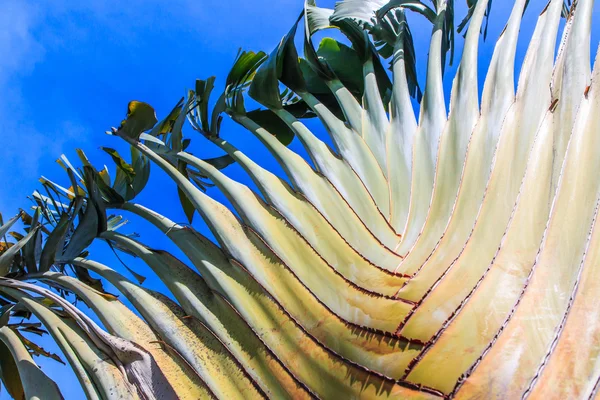 Ravenala fondo de la hoja — Foto de Stock