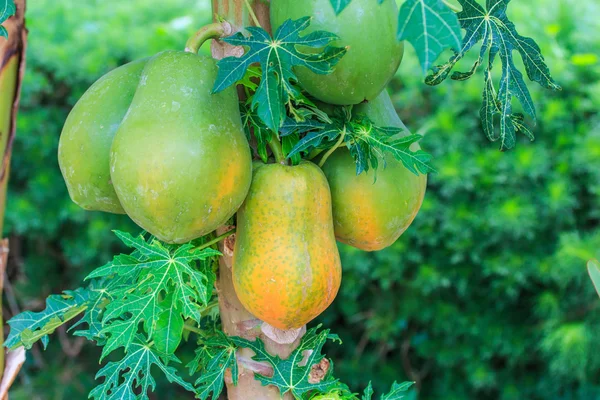 Papaya on tree in garden — Stock Photo, Image