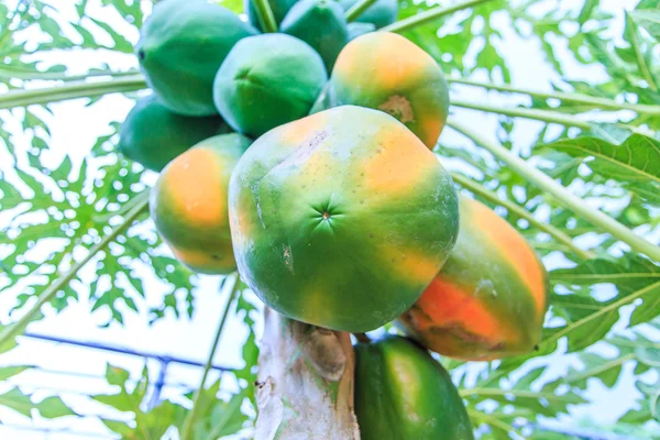 Papaya su albero in giardino — Foto Stock