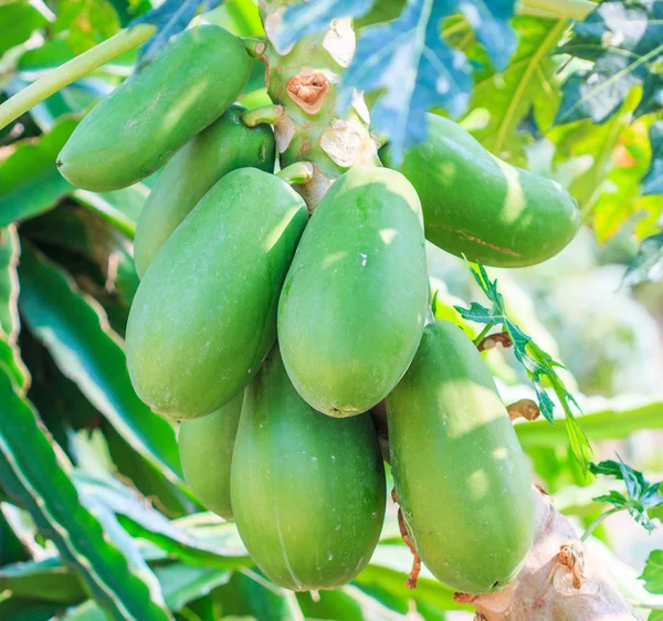 Papaya on  tree in garden — Stock Photo, Image