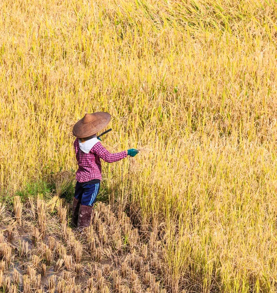 Boer in Maehongson provincie — Stockfoto