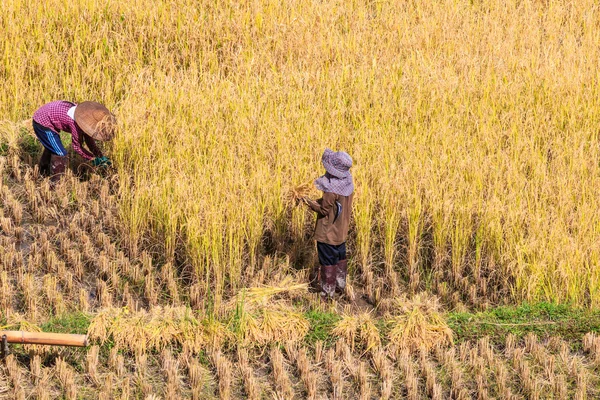 Farmers in Maehongson Province — Stock Photo, Image